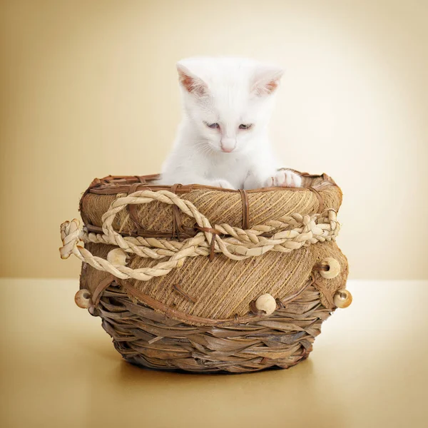Söt wite kattunge — Stockfoto