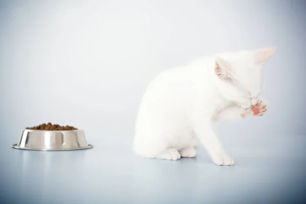 Carino gattino wite — Foto Stock