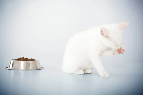 Gatinho astuto bonito — Fotografia de Stock