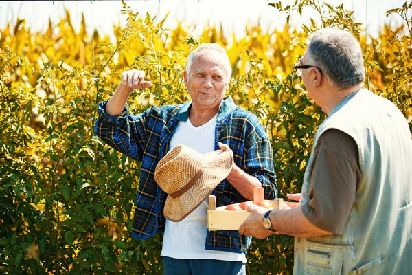 Seniors μαζεύοντας ντομάτα — Φωτογραφία Αρχείου