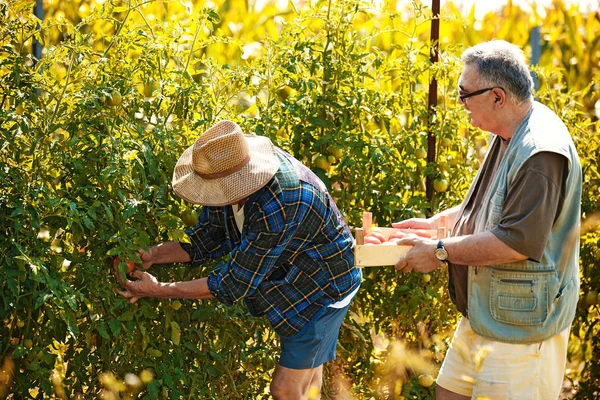 Seniors μαζεύοντας ντομάτα — Φωτογραφία Αρχείου