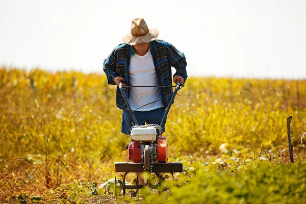 Seniores raccogliendo pomodoro — Foto Stock