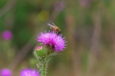 Vahşi bir çiçek ile bir sinek