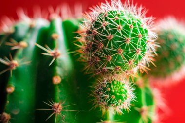 Kırmızı arka planda dikenli kaktüs.