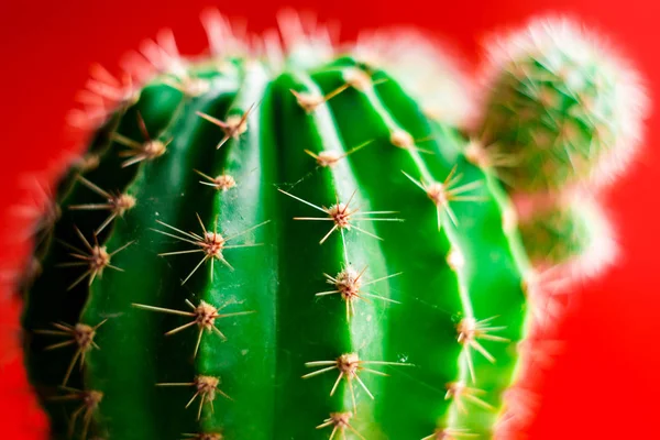 Prickly cactus close-up on a red background — Stock Photo, Image