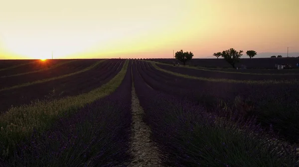 Tramonto Provenza Paesaggio Valensole — Foto Stock