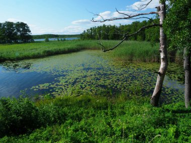 Küçük bataklık ormana kapalı.