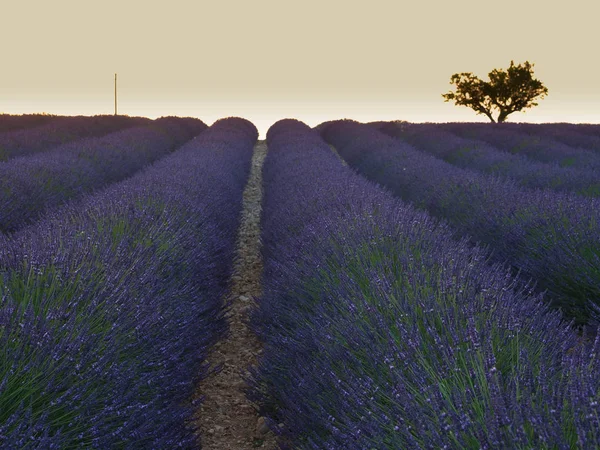 Campo di lavanda in Provenza con un albero solo — Foto Stock