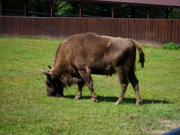 Europäische Wisente Einem Polnischen Wildtierpark — Stockfoto