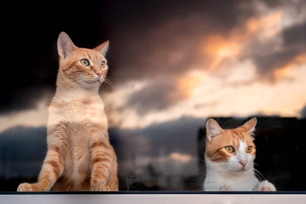 Dos Gatos Domésticos Saliendo Ventana Viendo Puesta Sol — Foto de Stock