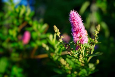 Çiçekteki güzel pembe şişkinlik.