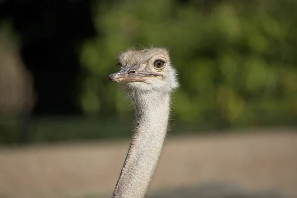 Close up on the face of an ostrich — Stock Photo, Image