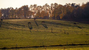 Atlar güneşli bir akşamda yeşil otlakların yamaçlarında otlarlar, uzun gölgelerle, uzaktaki ormana karşı.
