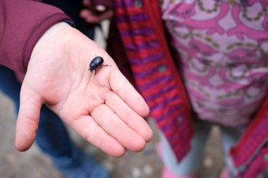 Person holding a black beetle on the palm of their hand outdoors in a concept of the appreciation of insects and nature clipart