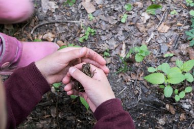 Genç bir insan, dışarıdaki bir parkta ya da yukarıdan bakıldığında yere çömelirken canlı bir kurbağayı dikkatlice avuçlar.