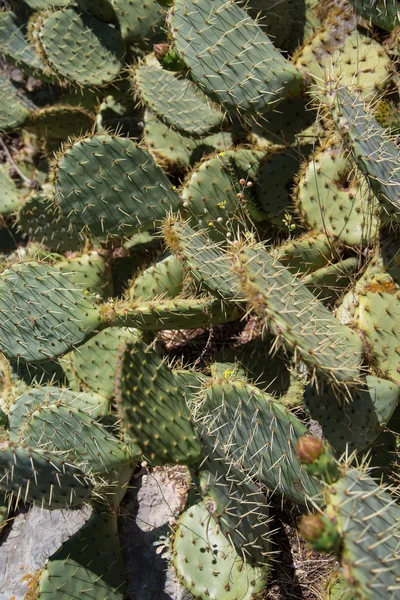 Het patroon van cactus plant, Opuntia. Mooie plant met doornen van desertic gebieden. Stockafbeelding