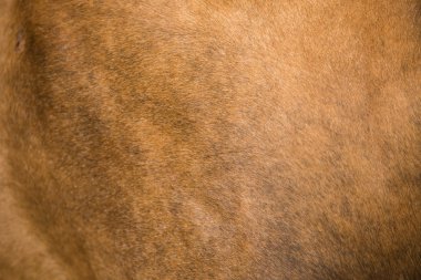 Ayrıntı at deri. Hayvanlar Kahverengi saç yakın çekim. Mamals deri dokusuna. 