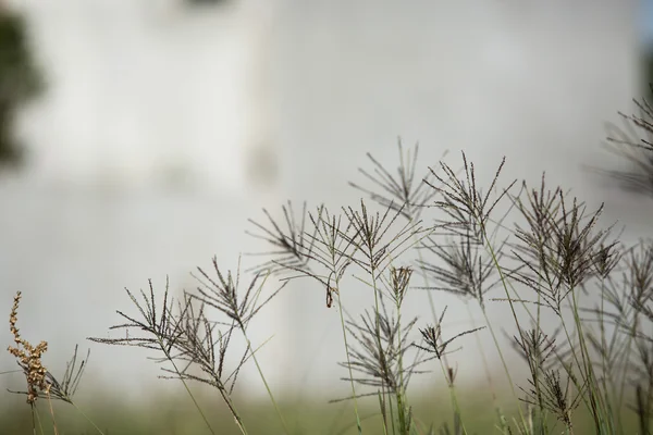 Detail of flower of grass or wild weed. Star flower. Fluffy aspect. — Stock Photo, Image