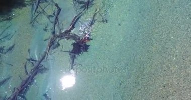 Hava dron sahne, Patagonya'da Ruca malen Nehri'nin üstten görünüm. Şeffaf su, günlükleri, ağaçlar su altında. Eski ahşap köprü sahnenin sonunda görünür. Ruta 40, Correntoso Gölü. Arjantin.