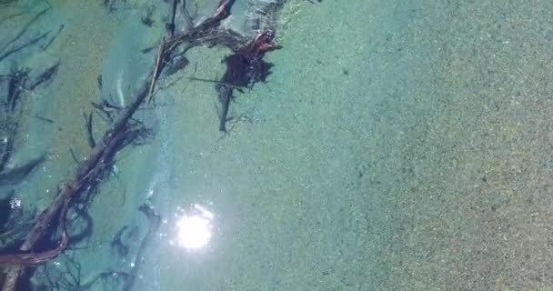 Aerial drone scene, top view of Ruca malen river in patagonia. Transparent water, logs, trees under the water. Old wooden bridge appears at the end of the scene. Ruta 40, Correntoso lake. Argentina. — Stock Video