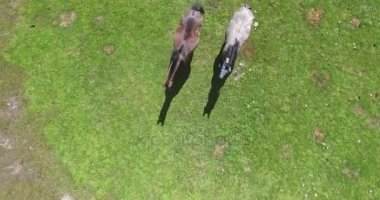 Üç Vahşi atların running free çim kenarı Lacar Gölü Patagonya Arjantin Hava dron sahne Üstten Görünüm.