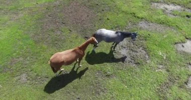 Üç vahşi at çim kenarı Lacar Gölü Patagonya Arjantin ücretsiz çalışan hava dron sahne.