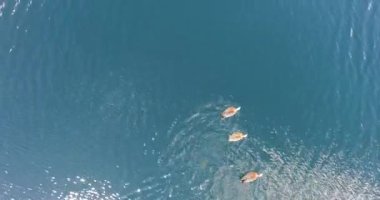 Göl ve ördekler, yüzen ve yüzme Chloephaga, hava uçak sahne üstten görünüm. Patagonya Arjantin.