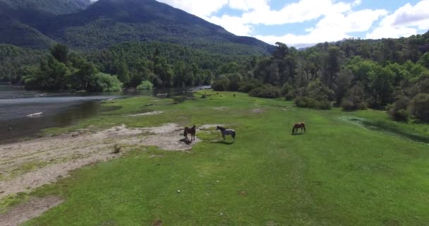 アルゼンチン パタゴニアの Lacar 湖の横にある緑の芝生と海岸で 3 つの野生馬の空中ドローン シーン平面図です。カメラを前方. — ストック動画