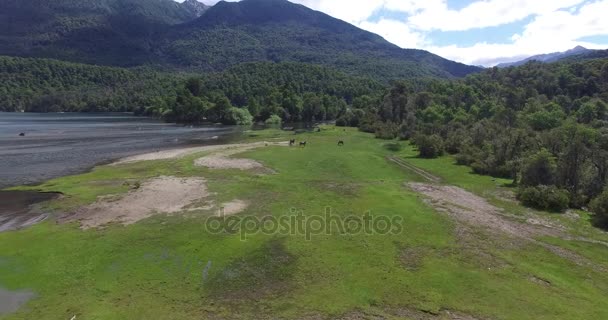 Aerial drone scene of three wild horses in the coast with green grass next to Lacar lake in Patagonia Argentina. Camera moving forward. — Stock Video