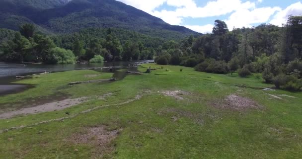 Vista superior de tres caballos salvajes en la costa con hierba verde junto al lago Lacar en Patagonia Argentina. Cámara moviéndose hacia atrás . — Vídeo de stock