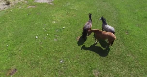 Luchtfoto drone scène bovenaanzicht van drie wilde paarden eten gras in de kust naast Lacar lake in Patagonië Argentinië. — Stockvideo