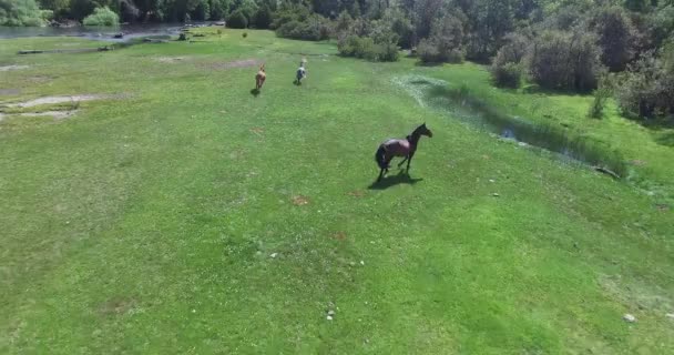 アルゼンチン パタゴニアの Lacar 湖の横にある草海岸に無料実行している 3 つの野生の馬の空中ドローン シーン. — ストック動画