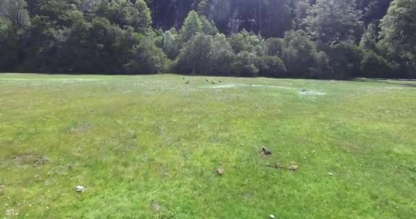 Antenn drönare scen av gruppen av Cauquen änder, Chloephaga, över det gröna gräset som börja flyga bort. Skogen i bakgrunden. Patagonia Argentina. — Stockvideo