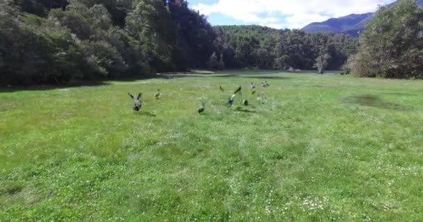 Letecká drone scéně skupiny Cauquen kachny, Chloephaga, na zelené trávě, která začnou létat daleko. Lesů a rybníků na pozadí. Patagonia Argentina. — Stock video