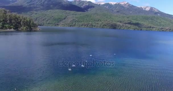 Antenn drönare scen av gruppen av Cauquen änder, Chloephaga, landning över sjön. Patagonia Argentina. — Stockvideo