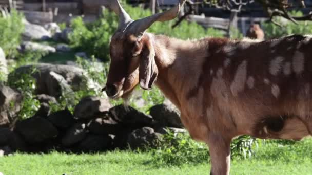 Slow motion of goat with big horns. Green natural landscape at background. Nogol, San Luis, Argentina. — Stockvideo