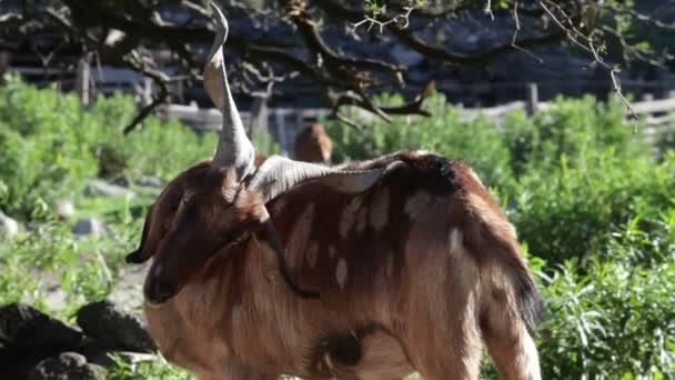 Langzame beweging van geit met grote hoorns krabben lichaam met hoorns. Groen natuurlijk landschap op de achtergrond. Nogol, San Luis, Argentinië. — Stockvideo