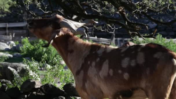 Slow motion of goat with big horns scratching body with horns. Green natural landscape at background. Nogol, San Luis, Argentina. — Stockvideo