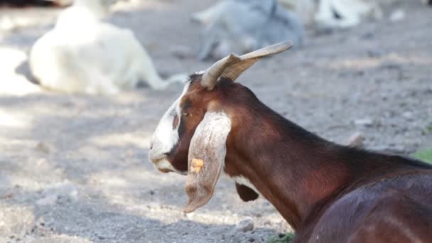 Powolny ruch kozy z rogami. Zbliżenie głowy. Zielony krajobraz naturalny w tle. Nogol, San Luis, Argentyna. — Wideo stockowe