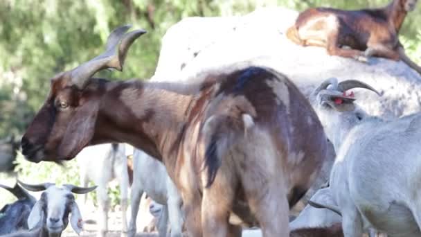 Movimiento lento del grupo de cabras. Desenfocado. Paisaje natural verde de fondo. Nogol, San Luis, Argentina . — Vídeos de Stock