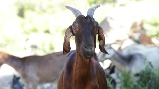 Slow motion of goat with horns. Detail of head. Green natural landscape at background. Nogol, San Luis, Argentina. — Stockvideo