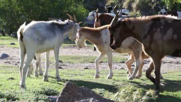 Doğal ortamdaki keçi grupları yavaş hareket ediyor. Yeşil çayırlarda yürüyüş, arka planda nehir. Nogol, San Luis, Arjantin. — Stok video