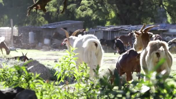 Çiftlikte yürüyen bir grup keçi. Köy çiftliğinin arka planı. Nogoli, San Luis, Arjantin. — Stok video
