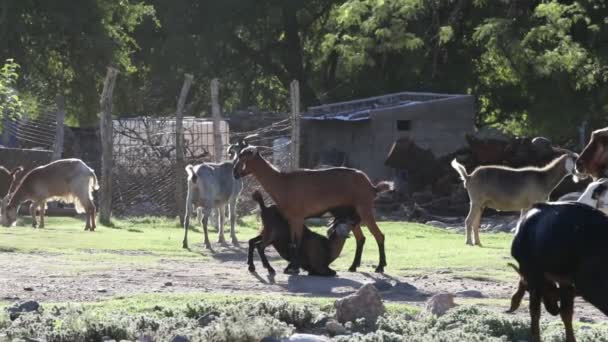 Zeitlupe einer Ziegengruppe auf dem Hof. Mutter stillen Sohn. Hintergrund der rustikalen Bauten. nogol, san luis, argentinien — Stockvideo