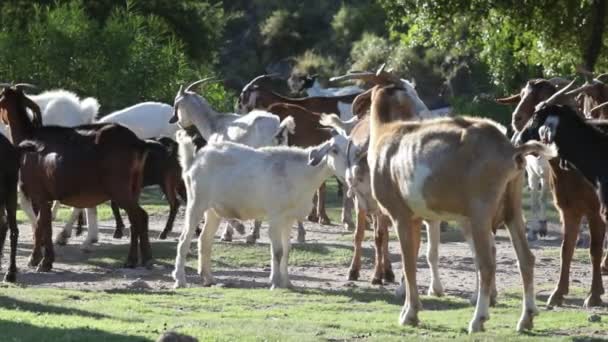 Langzame beweging van groep geiten in natuurlijke omgeving. Lopen, op groen grasland, rivier op de achtergrond. Nogol, San Luis, Argentinië. — Stockvideo