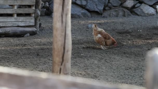 Comer gallinas y cavar en el corral. Detalle de animal doméstico. Movimiento lento 120 fps. Nogoli, San Luis, Argentina — Vídeos de Stock