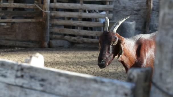 Powolny ruch kozy z rogami na podwórku. Detal głowy. Zwierzęta domowe. Nogoli, San Luis, Argentyny — Wideo stockowe