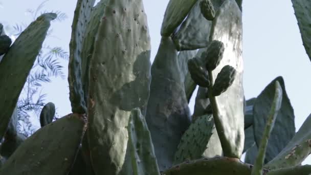 鸦片分枝的细部，阿根廷仙人掌。 San Luis, Nogoli. — 图库视频影像