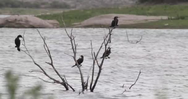 Πάπιες που στέκονται σε δέντρα πάνω από ρέοντα ποτάμια, στεγνώνουν φτερά. Ισχυρό ρεύμα του ποταμού Calabaluma στην Capilla del Monte, Κόρδοβα, Αργεντινή. — Αρχείο Βίντεο