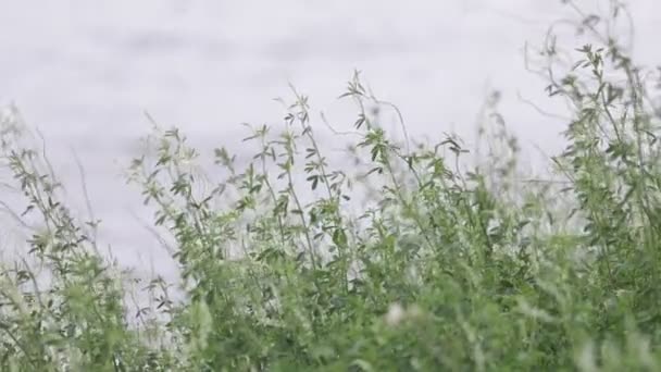 Mouvement lent de fleurs blanches se déplaçant avec le vent, végétation vivace indigène qui coule et danse. Fond gris. Capilla del Monte, Cordoue, Argentine — Video